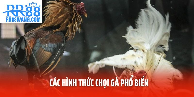 Các hình thức chọi gà phổ biến Các hình thức chọi gà phổ biến