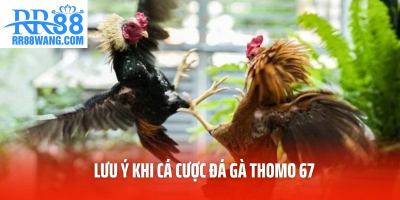 Lưu ý khi cá cược đá gà Thomo 67 Lưu ý khi cá cược đá gà Thomo 67